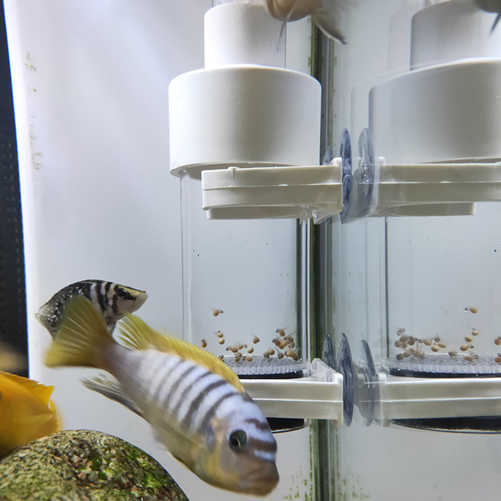 Lab Incubator - 40mm Aquarium Cichlids Hatchery Eggs Instead