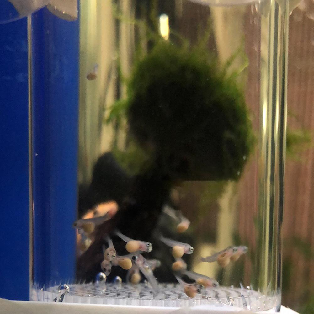 40mm Aquarium Cichlids Hatcher - Lab Incubator review and price